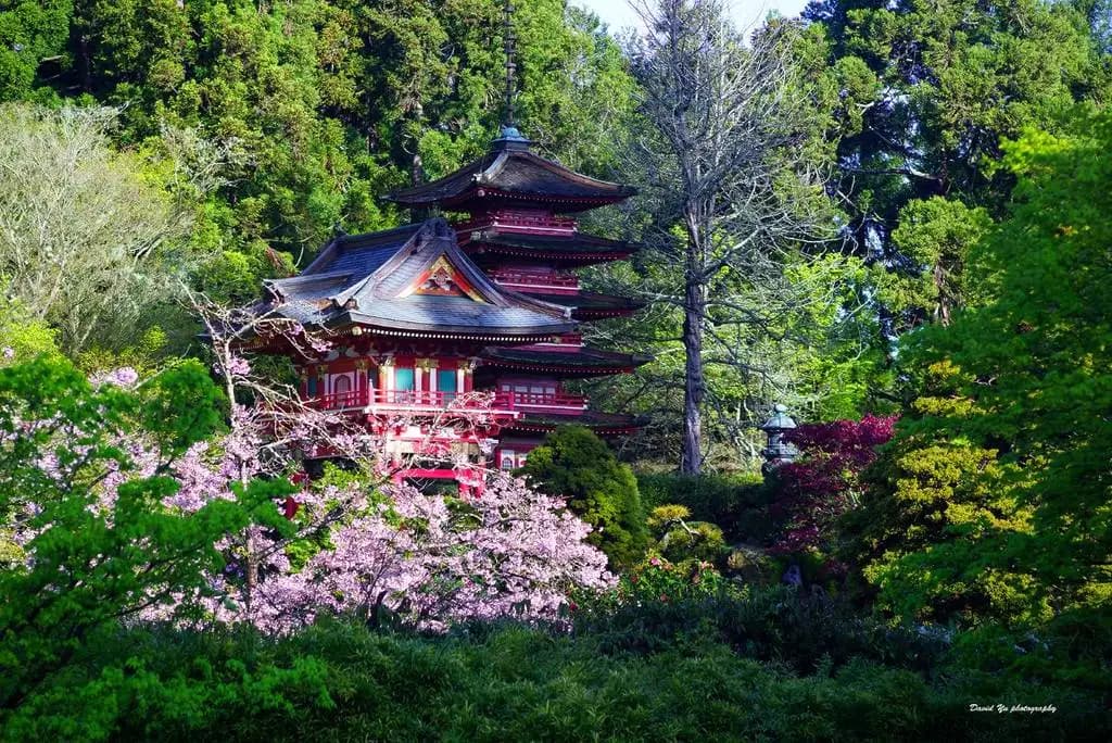 Cherry Blossom Walk
